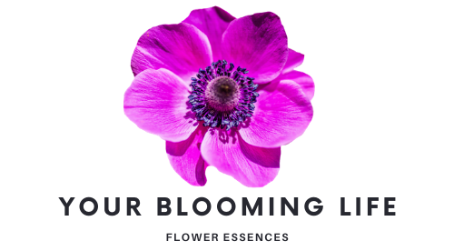 Your Blooming Life